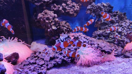 colorful aquarium with fishes © MARIA