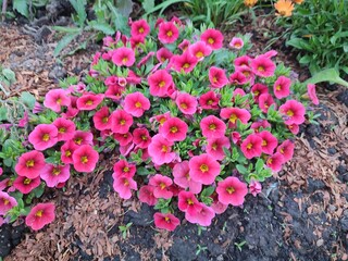 Beautiful summer flowers. Calibrachoa