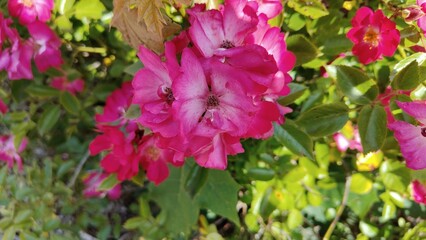 close up shot of red flowers