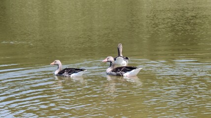 beautiful white swans on the lake