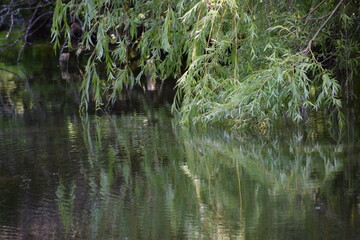 water flowing through the grass