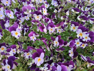 Beautiful summer flowers. Viola tricolor