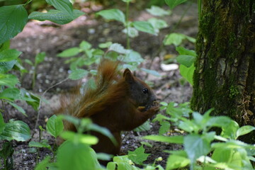 squirrel in the park