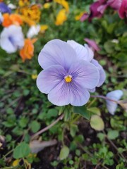 Beautiful summer flowers. Viola tricolor