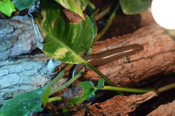 green plant in the garden