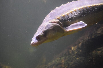fish in the water