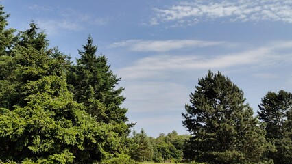 green trees in the forest