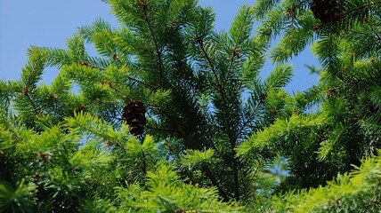 green Christmas tree branch with blue sky © MARIA