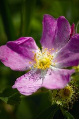 Close-Up of a Vibrant Pink Flower