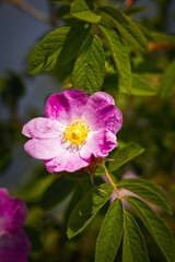Close-Up of a Pink Flower with Green Leaves