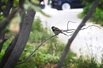 Sparrow Perched on a Branch in Nature