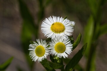 Three Blooming Daisies with Yellow Centers