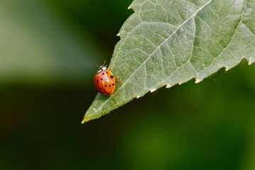Close-Up of a Ladybug on a Leaf