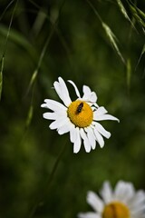 Close-Up of a Daisy Flower with Insect