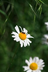Close-Up of a Daisy Flower with Insect