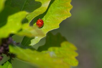 Close-Up of a Ladybug on a Leaf