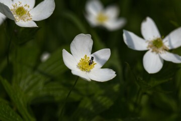 Close-Up of a White Flower with Insect