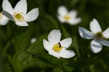 Close-Up of White Flowers with Insect