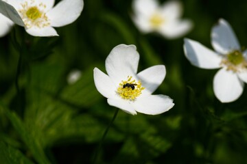 Close-Up of a White Flower with Insect