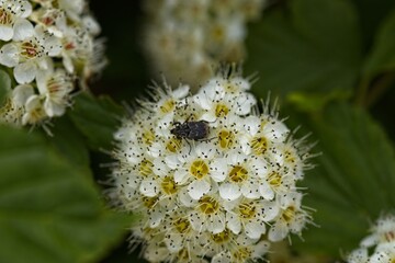 Close-Up of White Flowers with Insect