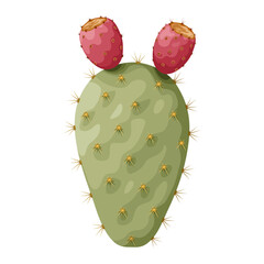 Illustration of cactus or opuntia fruit, also called prickly pear cactus, isolated on white background.prickly pear cactus