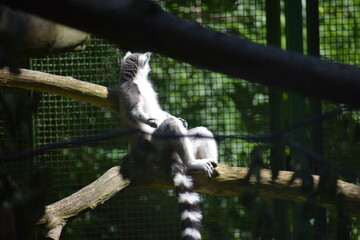 a monkey in the zoo