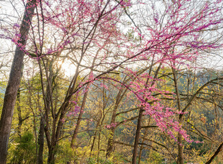 Morning sunny view of a eastern red buds blossom
