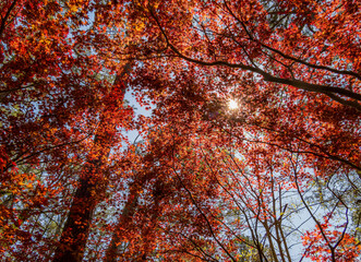 Sunny and beautiful natural landscape around Garvan Woodland Gardens