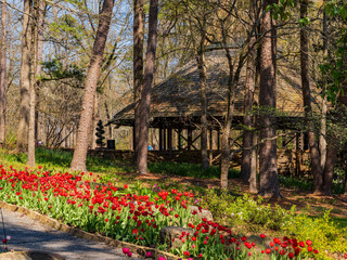 Sunny and beautiful natural landscape and tulips blossom around Garvan Woodland Gardens