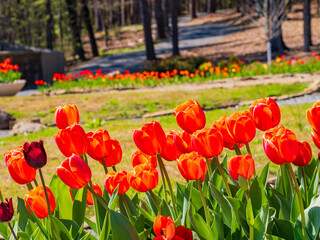 Fototapeta premium Sunny and beautiful natural landscape and tulips blossom around Garvan Woodland Gardens