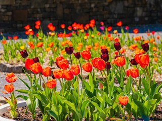 Sunny and beautiful natural landscape and tulips blossom around Garvan Woodland Gardens