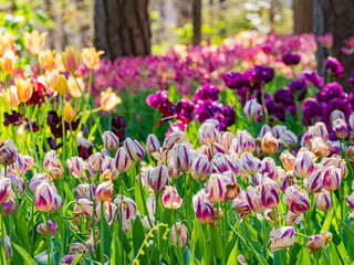 Sunny and beautiful natural landscape and tulips blossom around Garvan Woodland Gardens
