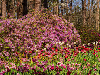 Sunny and beautiful natural landscape and tulips blossom around Garvan Woodland Gardens