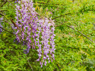 Close up shot of wisteria tree blossom