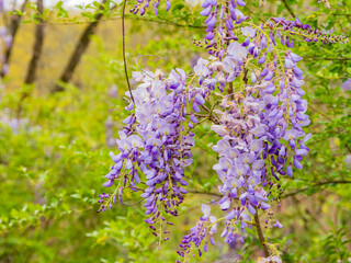 Close up shot of wisteria tree blossom