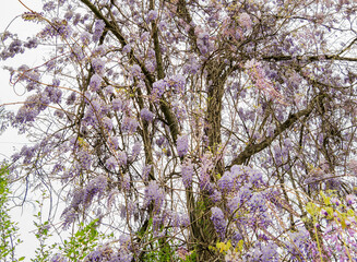 Close up shot of wisteria tree blossom