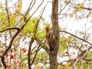 Close up shot of cute woodpecker in The Old Mill