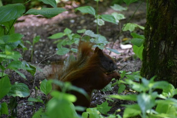 Fototapeta premium the squirrel in the forest
