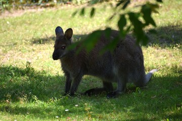 kangaroo, kangaroo australian australian kangaroo, kangaroo island, australian, australia © MARIA