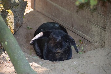 black and white goat