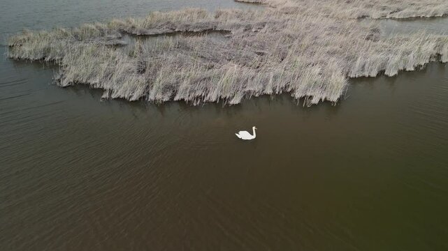 A single swan moves gracefully near reeds on Sudochye lake. This scene highlights biodiversity in Uzbekistan's wetlands. Such habitats are key for bird species' survival.