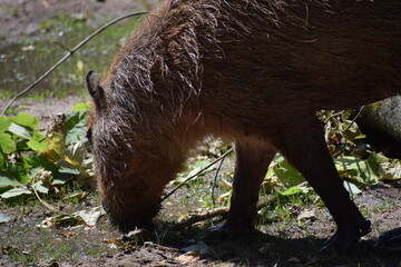wild boar in the forest in the summer.