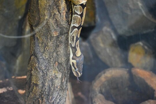 snake on the tree