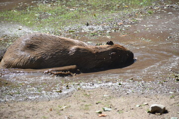 A capybara at the zoo is swimming in a swamp © MARIA – Nature