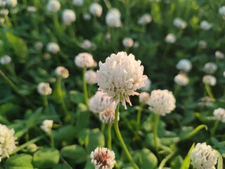 Beautiful summer flowers. Trifolium repens
