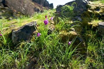 Close up of several small purple wildflowers, specifically Douglas' grass widow (Olsynium douglasii), growing in a meadow. 