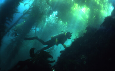 Diver in kelp forrest