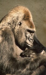 Gorilla