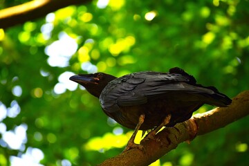 crow on the tree