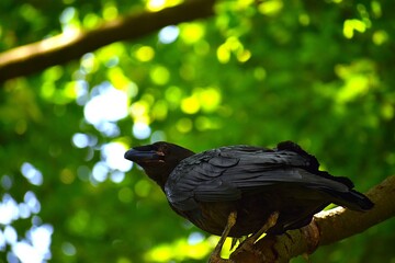 raven on the tree